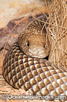 King Brown Snake Pseudechis australis Photo - Gary Bell