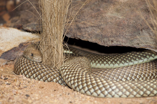 King Brown Snake photo King Brown Snake photo