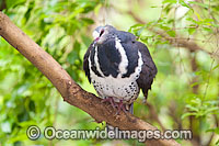Wonga Pigeon Leucosarcia melanoleuca Photo - Gary Bell