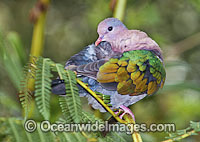 Emerald Dove Chalcophaps indica Photo - Gary Bell