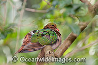 Emerald Dove Chalcophaps indica Photo - Gary Bell