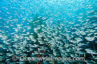 Cardinalfish on Yongala Photo - Gary Bell