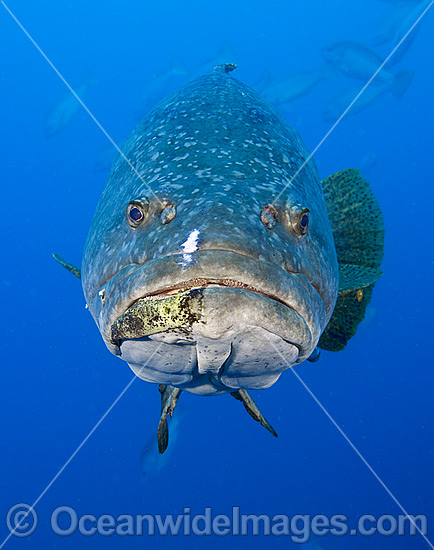 Queensland Groper Epinephelus lanceolatus photo Queensland Groper Epinephelus lanceolatus photo