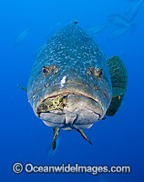 Queensland Groper Epinephelus lanceolatus Photo - Gary Bell