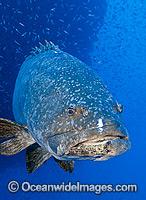Queensland Groper Photo - Gary Bell