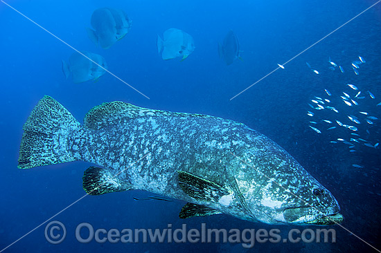 Queensland Groper at Yongala Shipwreck photo Queensland Groper at Yongala Shipwreck photo