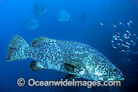 Queensland Groper at Yongala Shipwreck Photo - Gary Bell
