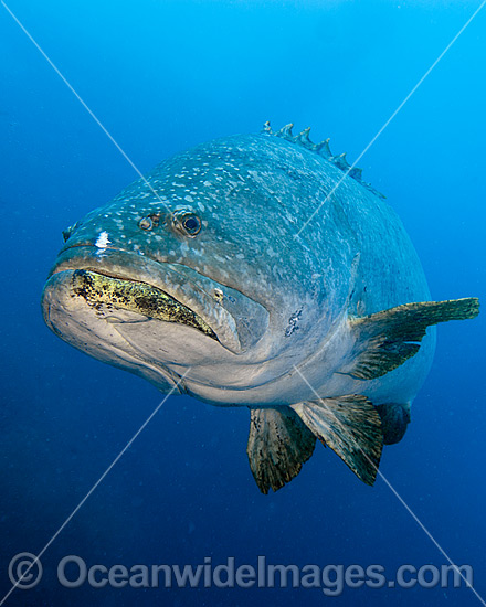 Queensland Groper Epinephelus lanceolatus photo Queensland Groper Epinephelus lanceolatus photo