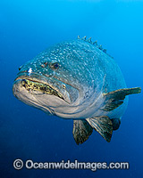 Queensland Groper Epinephelus lanceolatus Photo - Gary Bell