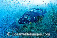Queensland Groper Photo - Gary Bell