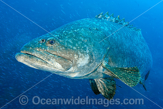 Queensland Groper at Yongala Shipwreck photo Queensland Groper at Yongala Shipwreck photo