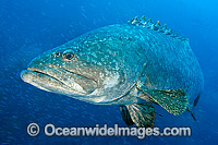 Queensland Groper at Yongala Shipwreck Photo - Gary Bell