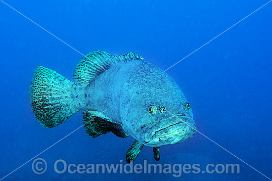 Queensland Groper Epinephelus lanceolatus photo Queensland Groper Epinephelus lanceolatus photo