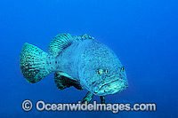 Queensland Groper Epinephelus lanceolatus Photo - Gary Bell
