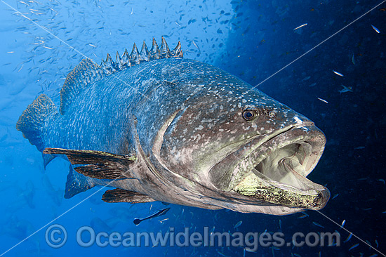 Queensland Groper photo Queensland Groper photo