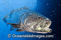 Queensland Groper Photo - Gary Bell