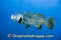 Queensland Groper at Yongala Shipwreck Photo - Gary Bell