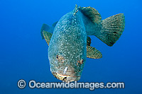 Queensland Groper Epinephelus lanceolatus Photo - Gary Bell