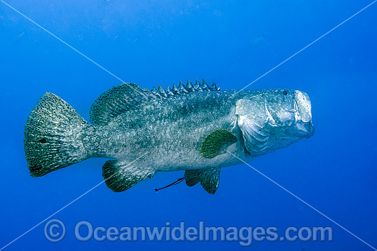 Queensland Groper photo Queensland Groper photo