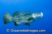 Queensland Groper Photo - Gary Bell