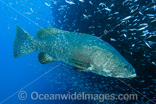Queensland Groper at Yongala Shipwreck photo Queensland Groper at Yongala Shipwreck photo