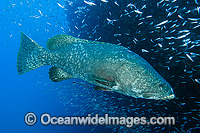 Queensland Groper at Yongala Shipwreck Photo - Gary Bell