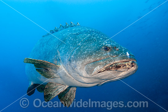 Queensland Groper Epinephelus lanceolatus photo Queensland Groper Epinephelus lanceolatus photo