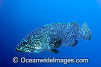 Queensland Groper Photo - Gary Bell