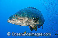 Queensland Groper at Yongala Shipwreck Photo - Gary Bell