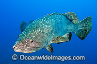 Queensland Groper Epinephelus lanceolatus Photo - Gary Bell