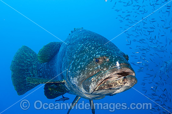 Queensland Groper photo Queensland Groper photo