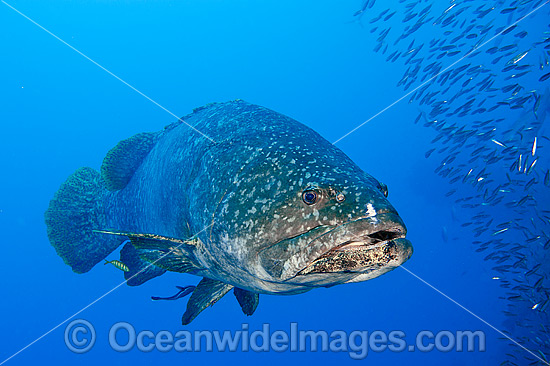 Queensland Groper at Yongala Shipwreck photo Queensland Groper at Yongala Shipwreck photo