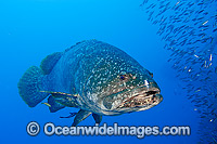 Queensland Groper at Yongala Shipwreck Photo - Gary Bell