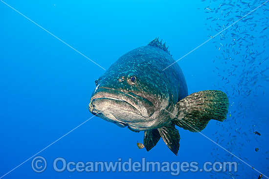 Queensland Groper Epinephelus lanceolatus photo Queensland Groper Epinephelus lanceolatus photo