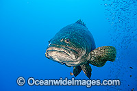 Queensland Groper Epinephelus lanceolatus Photo - Gary Bell