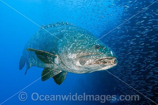 Queensland Groper photo Queensland Groper photo