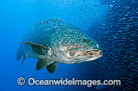 Queensland Groper Photo - Gary Bell