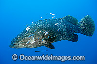 Queensland Groper at Yongala Shipwreck Photo - Gary Bell