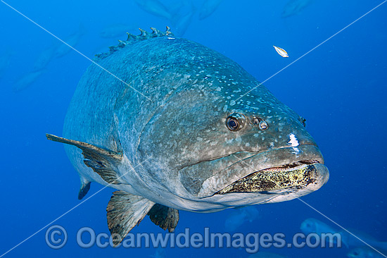Queensland Groper Epinephelus lanceolatus photo Queensland Groper Epinephelus lanceolatus photo