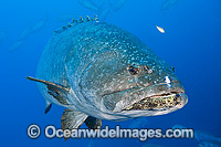 Queensland Groper Epinephelus lanceolatus Photo - Gary Bell