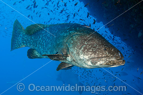 Queensland Groper photo Queensland Groper photo