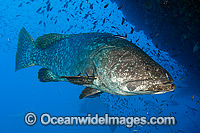 Queensland Groper Photo - Gary Bell