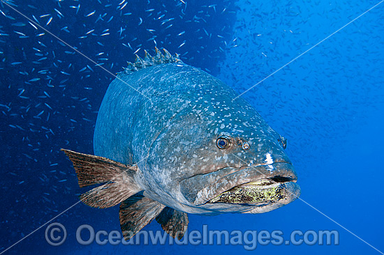 Queensland Groper at Yongala Shipwreck photo Queensland Groper at Yongala Shipwreck photo