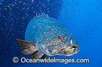 Queensland Groper at Yongala Shipwreck Photo - Gary Bell
