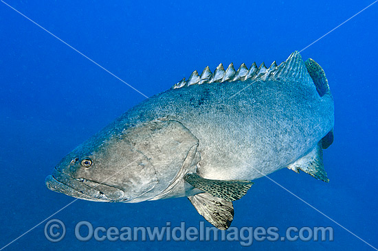 Queensland Groper Epinephelus lanceolatus photo Queensland Groper Epinephelus lanceolatus photo