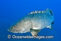 Queensland Groper Epinephelus lanceolatus Photo - Gary Bell