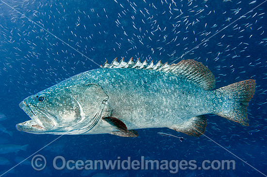 Queensland Groper photo Queensland Groper photo