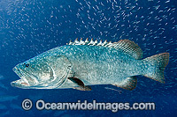 Queensland Groper Photo - Gary Bell