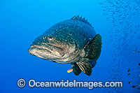 Queensland Groper at Yongala Shipwreck Photo - Gary Bell
