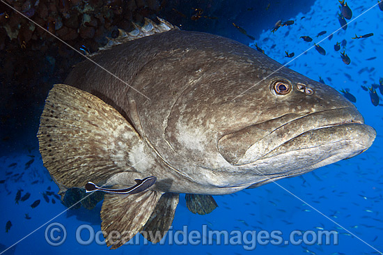 Queensland Groper Epinephelus lanceolatus photo Queensland Groper Epinephelus lanceolatus photo